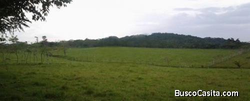 SE VENDE FINCA URBANIZABLE EN LA CHORRERA