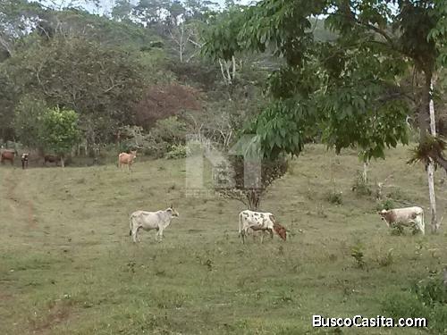 VENDO FINCA EN TULÚ, PENONOMÉ, 142.9 HECTAREAS - 142.9-HECTARE CATTLE RANCH 4 SALE IN TULÚ, PENONOME