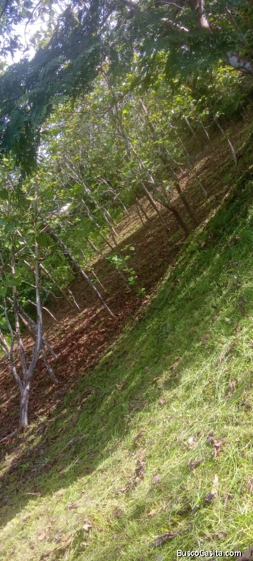 Vendo terreno El Carrizal Nuevo Emperador 