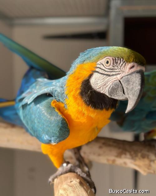 Guacamayos azules y dorados parlantes y loros Grises Africanos