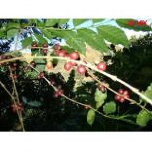 ID 930 TERRENO EN VENTA EN EL CUSCO