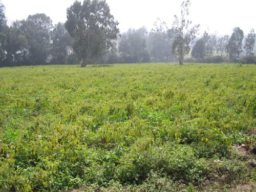 VENDO TERRENO EN CIENEGUILLA
