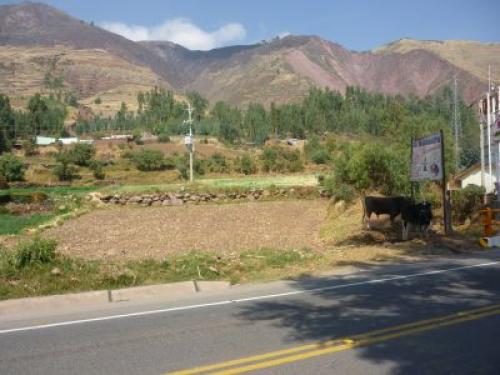 TERRENO SAYLLA DE 5000M2