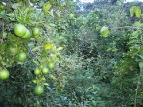 FUNDO OCCOBAMBA DE 20HAS 