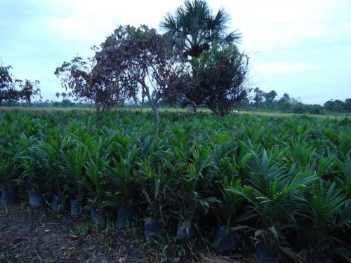 Puclpa fundo 70 hectáreas 