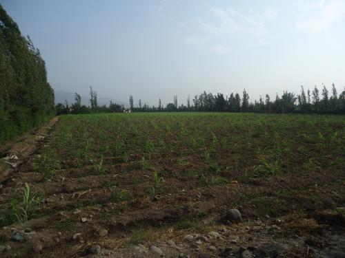 TERRENO EN CARABAYLLO FUNDO LA ROMA LOTE 6