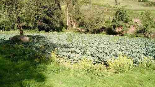 TERRENO EN URUBAMBA. YANACONA CHICON DE 5,000M2