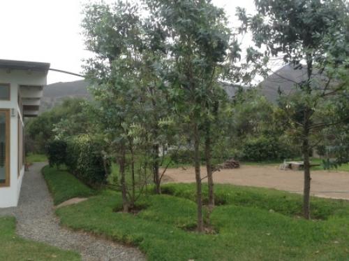 TERRENO C/CASA RUSTICA – TOMINA  PACHACAMAC
