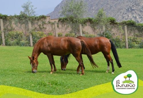 VENTA DE TERRENO DE CAMPO HUAROCHIRI - Mz F Lote 8