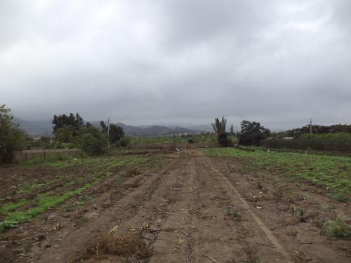 VENTA DE TERRENO AL SUR CHICO SAN PEDRO DE MALA