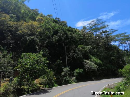 VENDO CHACRA CON 500 PALTOS OXAPAMPA