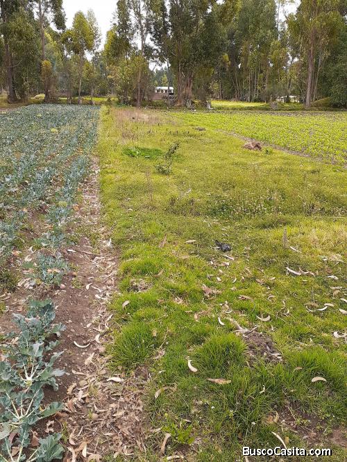 VENDO TERRENO DE 767 m2  SECTOR LA VICTORIA – CHUPACA  A 5 MINUTOS DE  LA PLAZA PRINCIPAL