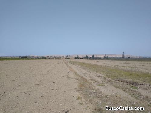 SE ALQUILA TERRENO AGRICOLA FUNDO SANTA GLICERIA