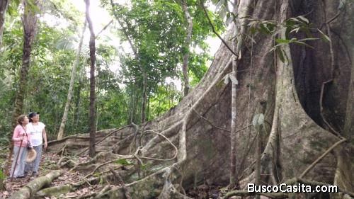 VENTA DE 7 has BOSQUE CORREDOR TURISTICO TAMBOPATA DEPARTAMENTO DE MADRE DE DIOS PERU