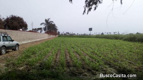 VENTA TERRENO 5 HECTAREAS PACHACAMAC