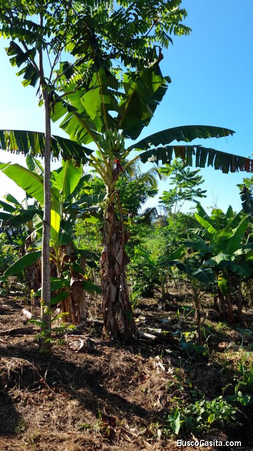 VENDO TERRENO 2.5 HECTÁREAS EN LAMAS CERCA A TARAPOTO 