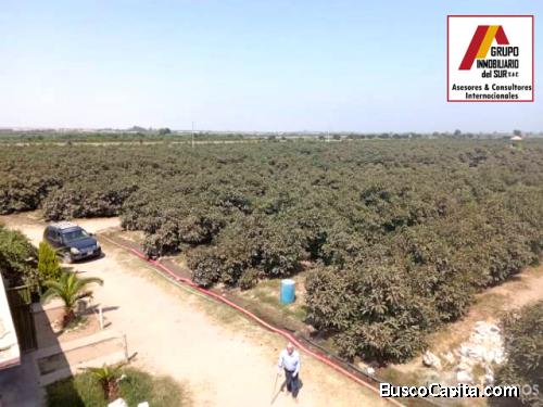 ● VENDO FUNDO DE 12.0820 HAS. EN PRODUCCIÓN , EL CARMEN , CHINCHA, CHINCHA