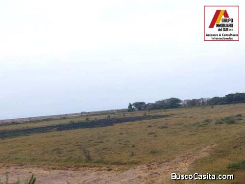 ● VENDO TERRENO AGRÍCOLA 4 HAS. CAMACHO - PISCO, PISCO