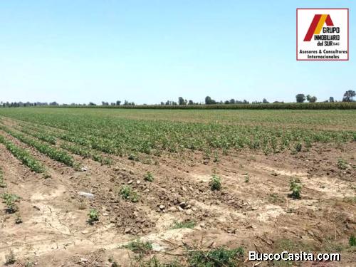 ● VENTA DE PARCELA DE TIERRA AGRÍCOLA 4.58 HAS EN CAUCATO PISCO