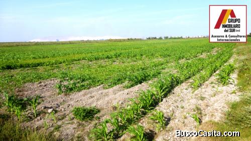 ● VENDO 54,732 M² PRIMERA FILA PLAYA CAUCATO, SAN CLEMENTE - PISCO, PISCO