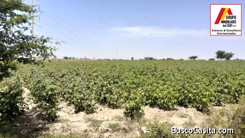 ● VENTA DE TERRENO AGRICOLA EN INDEPENDENCIA - PISCO, PISCO
