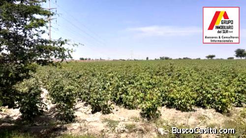 ● VENDO PARCELA PEQUEÑA DE 1.5 HAS EN INDEPENDENCIA - PISCO, PISCO