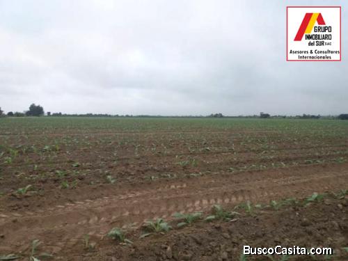 ● VENTA DE TERRENOS AGRÍCOLAS EN LURINCHINCHA, CHINCHA ALTA