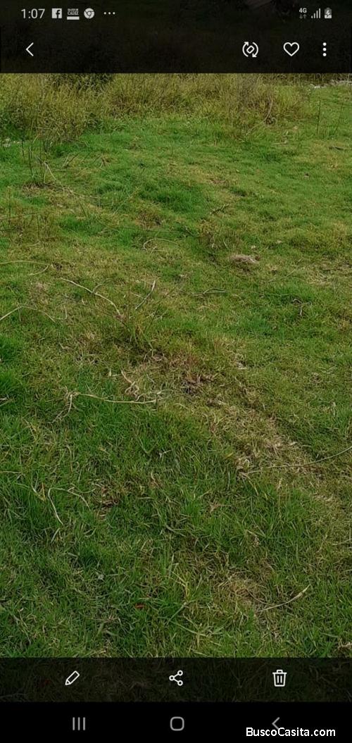 VENDO TERRENO EN TRUJILLO POROTO PARA AGRICULTURA 1.000 HECTAREAS $5300,000