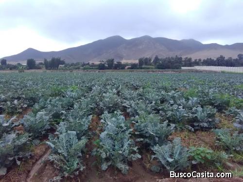Terreno Agrícola en Venta Chancay