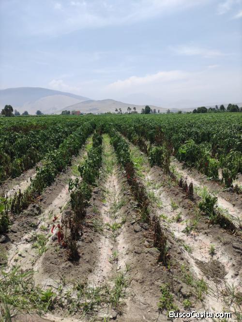 Ocasión  de Terreno cerca al Mega Puerto Chancay
