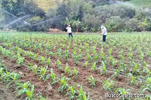 Remato Terreno Agrícola - 1,000 m2 - Sullana