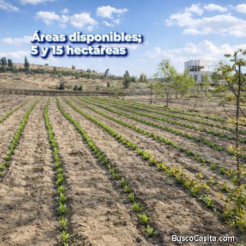 5 Y 15 HECTÁREAS EN VENTA – LAREDO, TRUJILLO Santo Domingo de Laredo, sector Quito