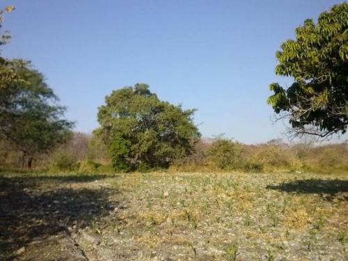 Campo La Zanja Terreno en Xoxocotla