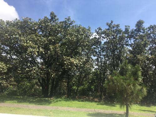 EL PALOMAR PASEO DE LOS TABACHINES LOTE #177 MANZANA 10  SECCION BOSQUES TLAJOMULCO DE ZUÑIGA