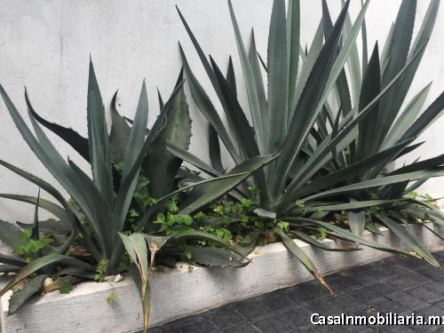 DEPARTAMENTO EN RENTA EN VILLA COYOACÁN