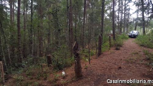 Terreno para Cabaña Junto a Zona de Reforestacion