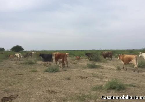 Rancho Ganadero y Cinegético en Venta en China N.L.