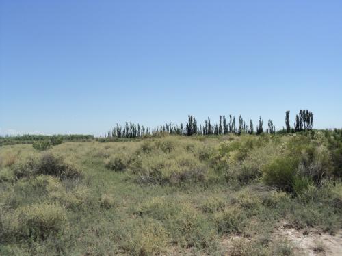 Venta de Campo para Chacra - Corralitos- Guaymallen