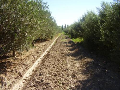 Quinta 7 hta c/casa zona rural c/2hta de viñedos + 5 hta de olivos