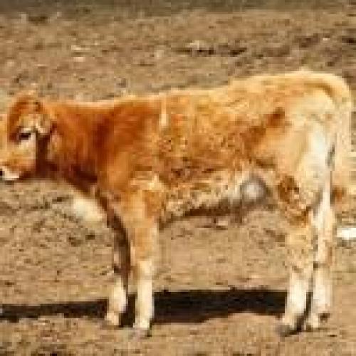 Parcela de 150 hta en Mendoza ideal Alfafa o Chacra. mucho riego