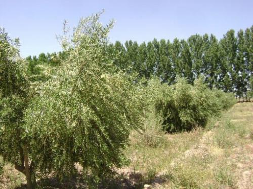 Hermosa finca de Olivos