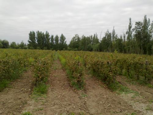 FINCA DE OLIVOS Y VIÑEDOS, MENDOZA ARGENTINA