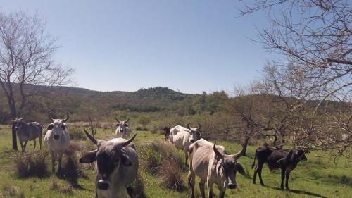 VENDO EXCELENTE CAMPO GANADERO - FORESTAL.-