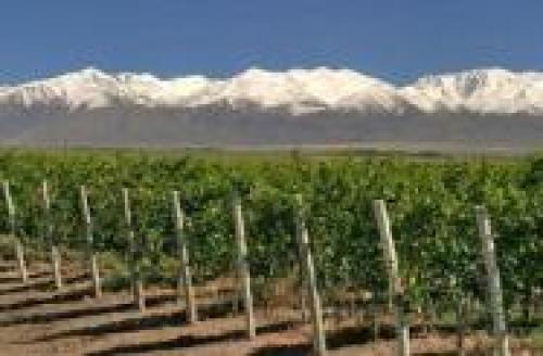 Finca de 50 hta en produccion  con Bodega equipada en Montañas