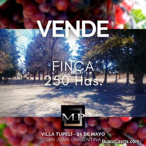 MP INMOBILIARIA VENDE FINCA 250 HAS.