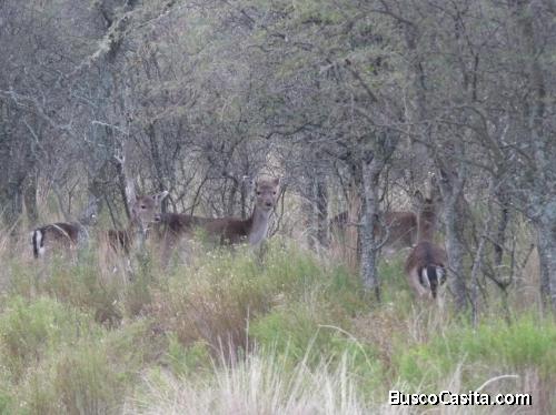 CAMPO GANADERO EN VENTA CON INSTALACIONES PARA COTO DE CAZA. IMPERDIBLE!!