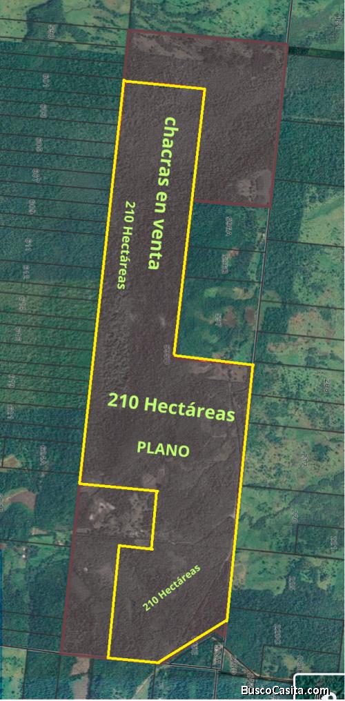 Venta de 210 hectáreas en Misiones, Argentina – Monte nativo, agua y tranquilidad absoluta 