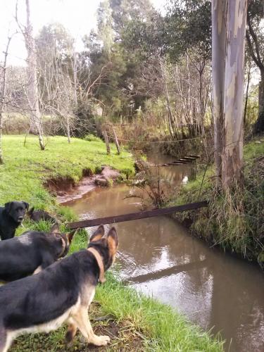 Vendo terreno con arboles frutales y  2 casas.