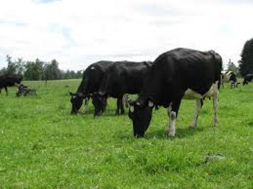 Terreno para usos agrícolas o ganaderos