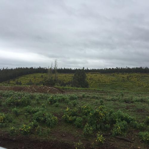 LOTEO CANCURA, 5000 mts2